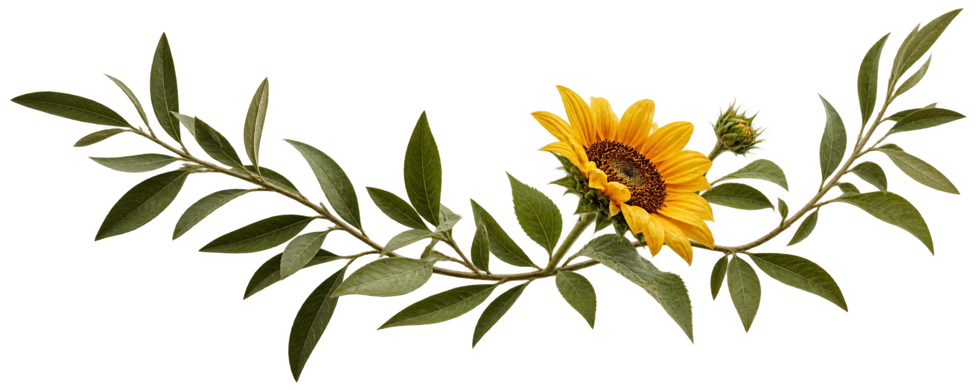 Sunflower bud and olive-green botanical leaves
